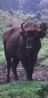 bison.jpg (30937 Byte)